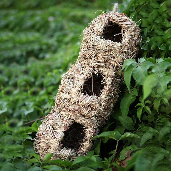 Bird Cage Grass Egg