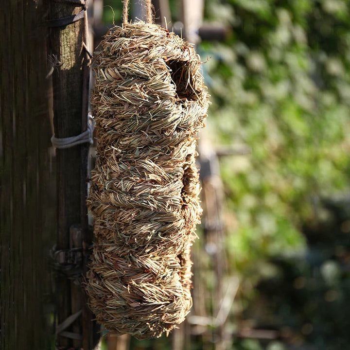 Bird Cage Grass Egg