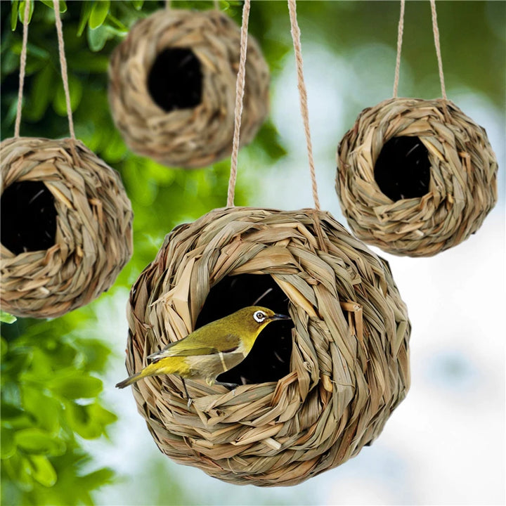 Bird Cage Grass Egg